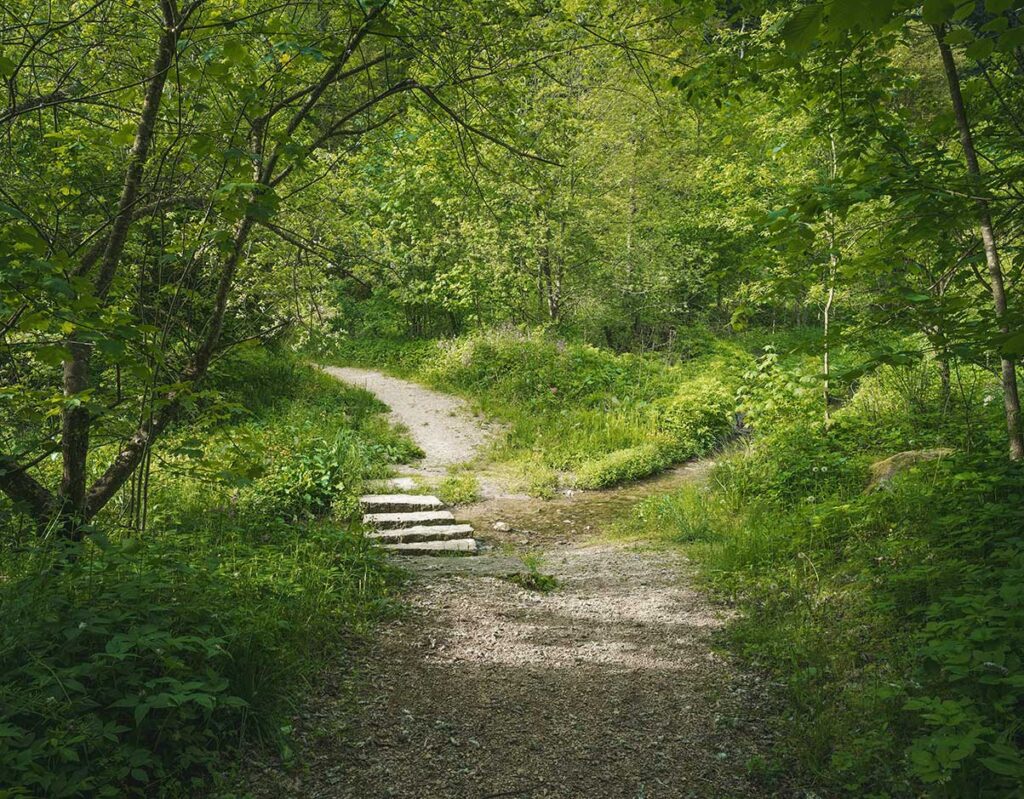forest path with a few stone steps