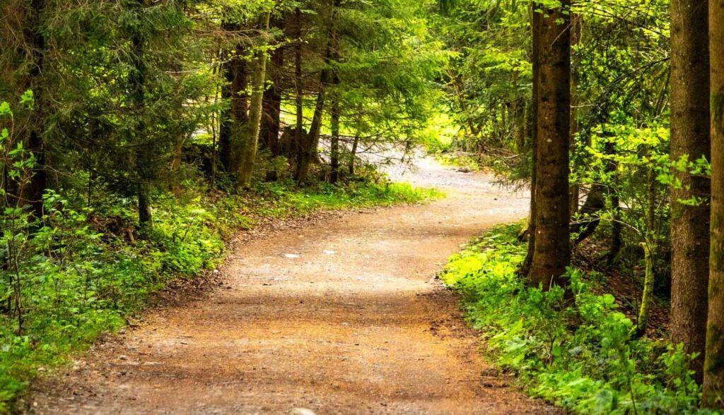 wide dirt road through forest