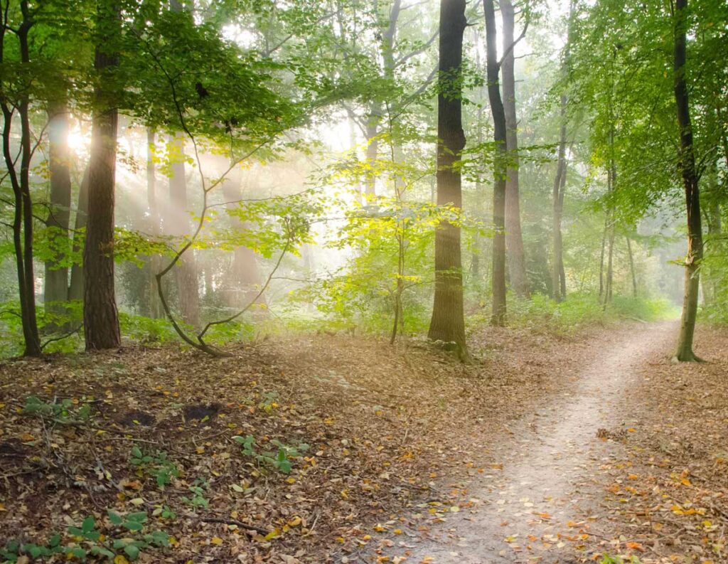 sunbeam shining on path through forest