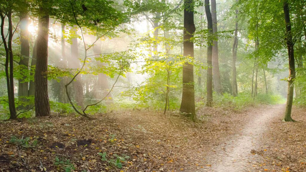sunbeam on path through the woods