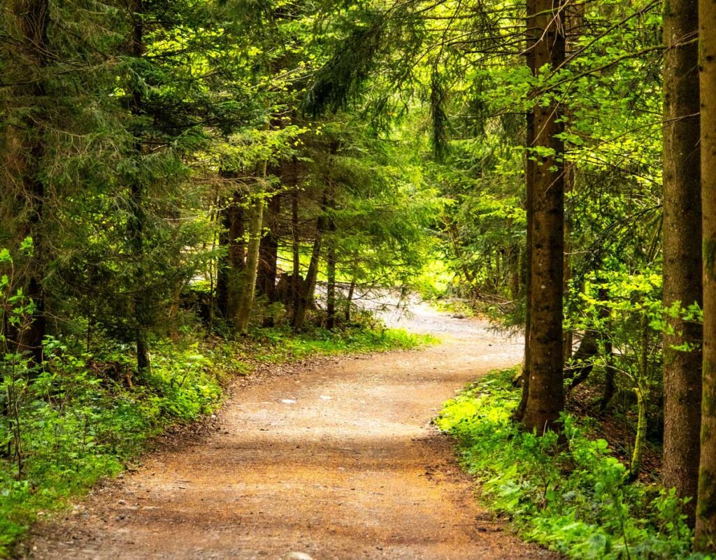 wide path through forest