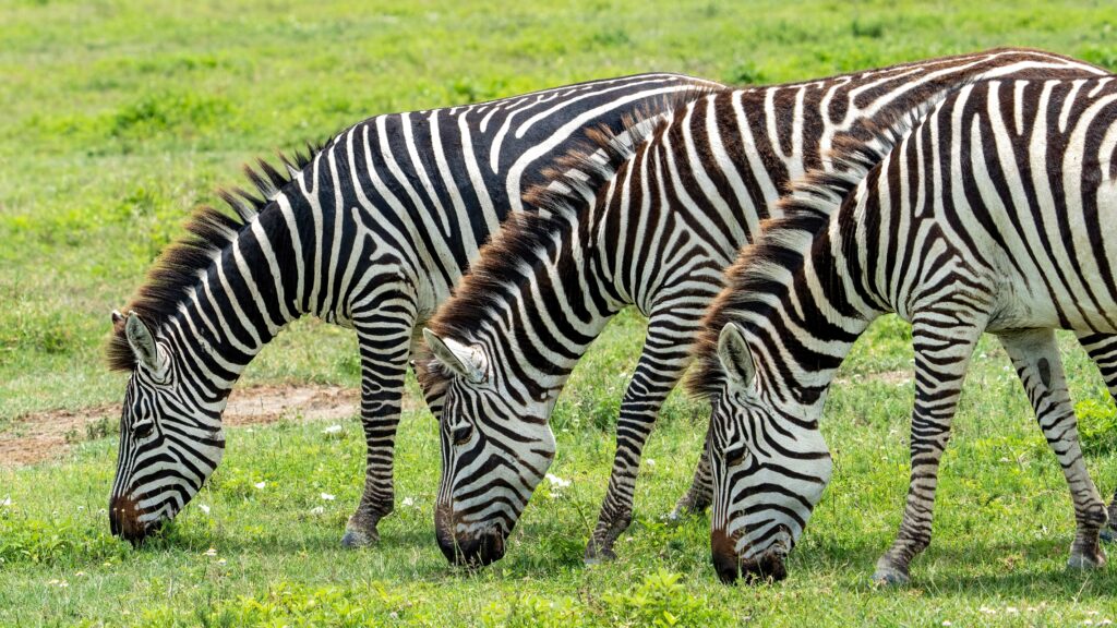 three zebras grazing on grass