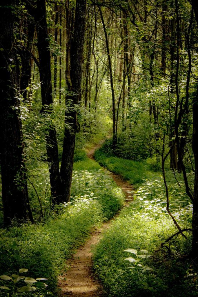 narrow path through the woods